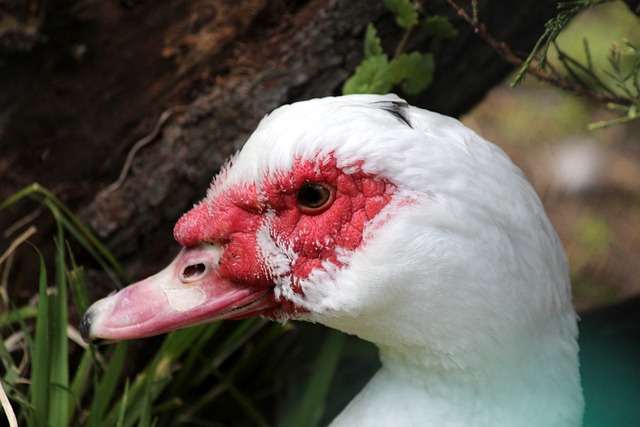 将比分扩大 将比分扩大